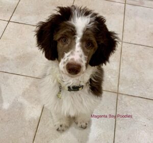 klein poodle puppies for sale