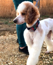 red and white parti moyen poodle