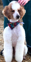 red and white parti moyen poodle